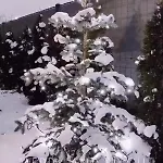 Pod Katalpami Nyaraló